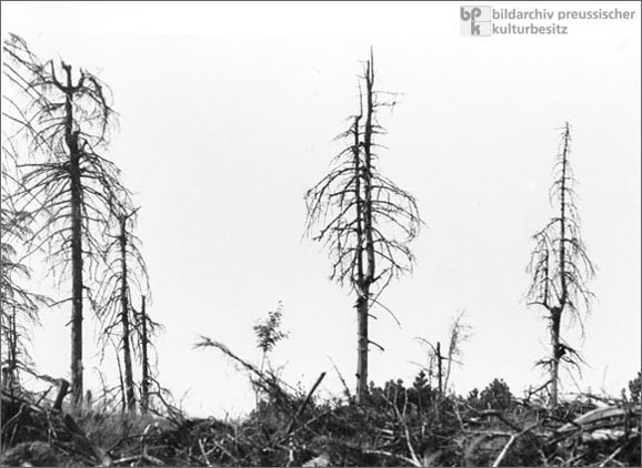 Environmental Destruction and Air Pollution in Saxony (1982)